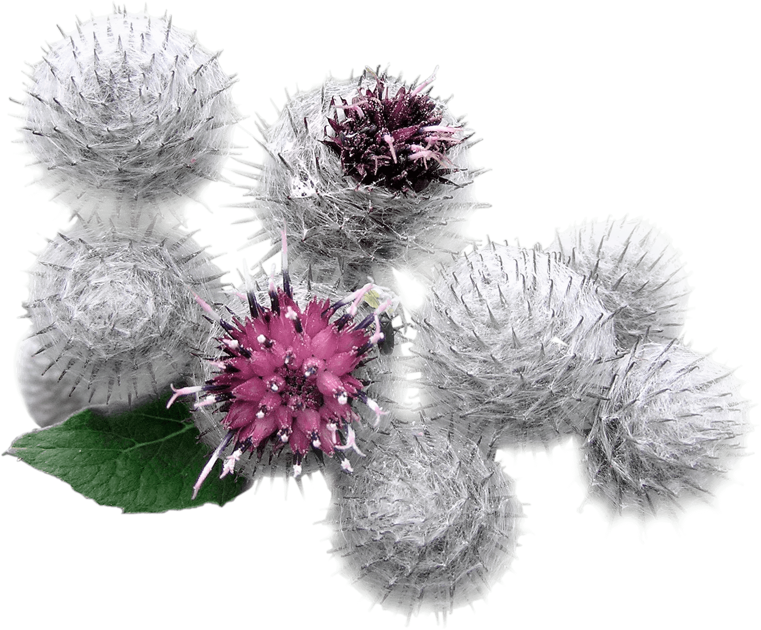 Burdock extract