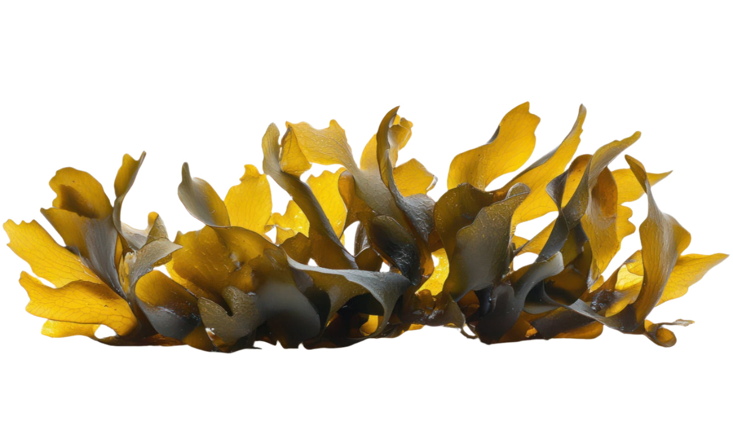 Laminaria Ochroleuca Extract